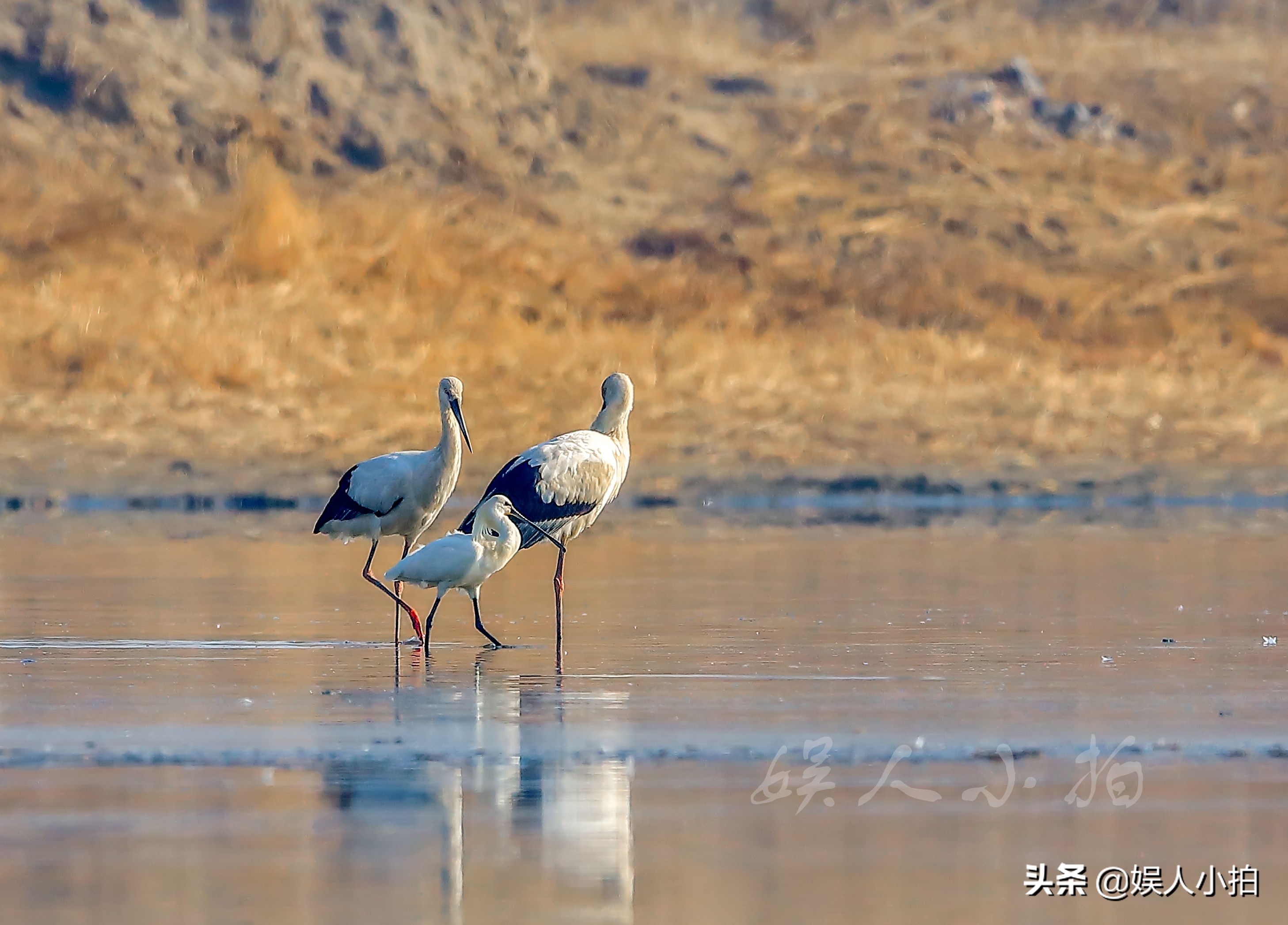 增倍镜是看什么时候用的,增倍镜怎么配置好