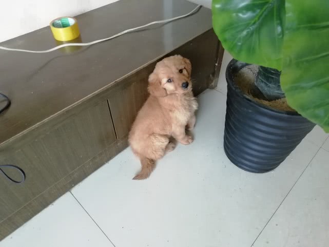 小狗老是跳起来双腿推主人,小狗跳起来咬大狗脚