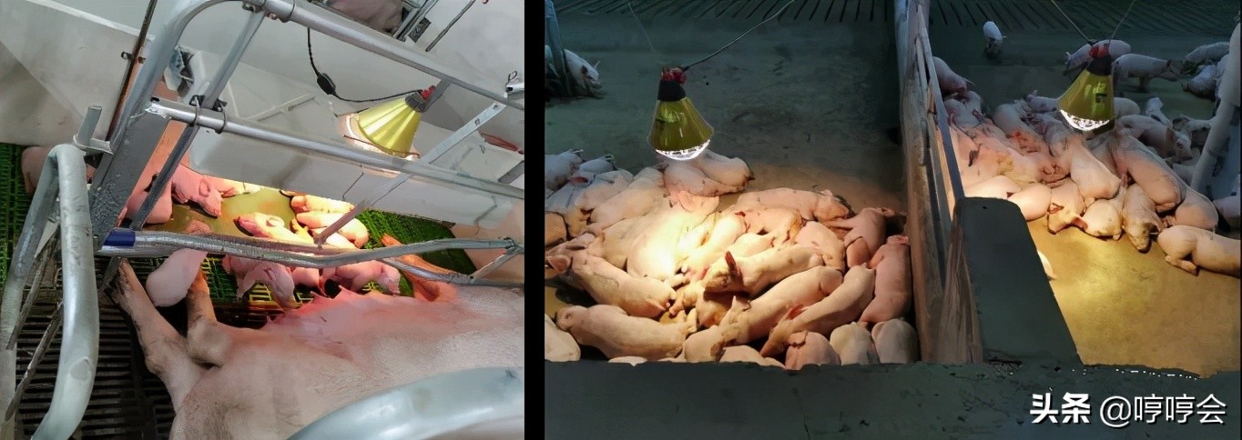 养猪场饲养管理技术要点,阳光养猪场的正确方法和技巧