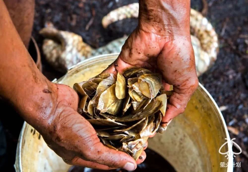 杀穿山甲时，下面会有一碗白米饭接着留下来的血|野味帝国