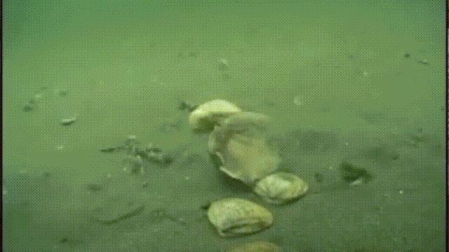 蛏子与小人蚬的区别,贻贝蛤蜊有什么区别