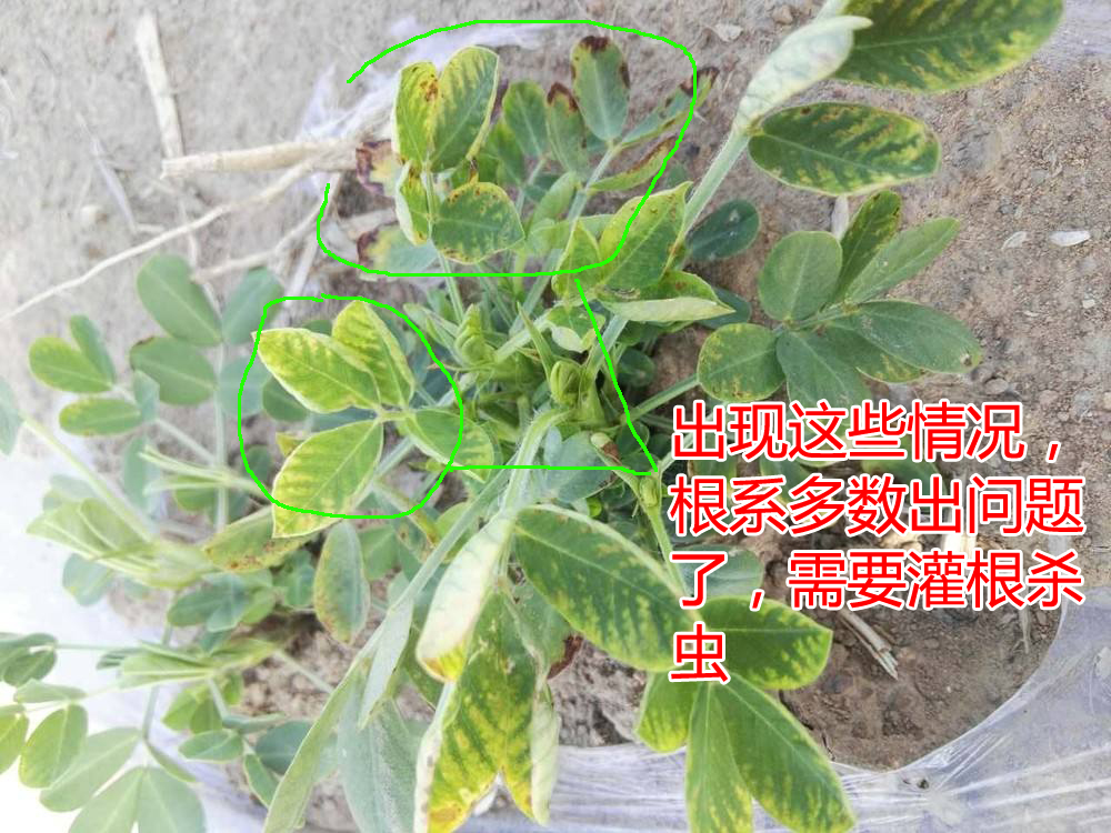种的花生地里长满了野草,种植花生芽长白毛怎么处理