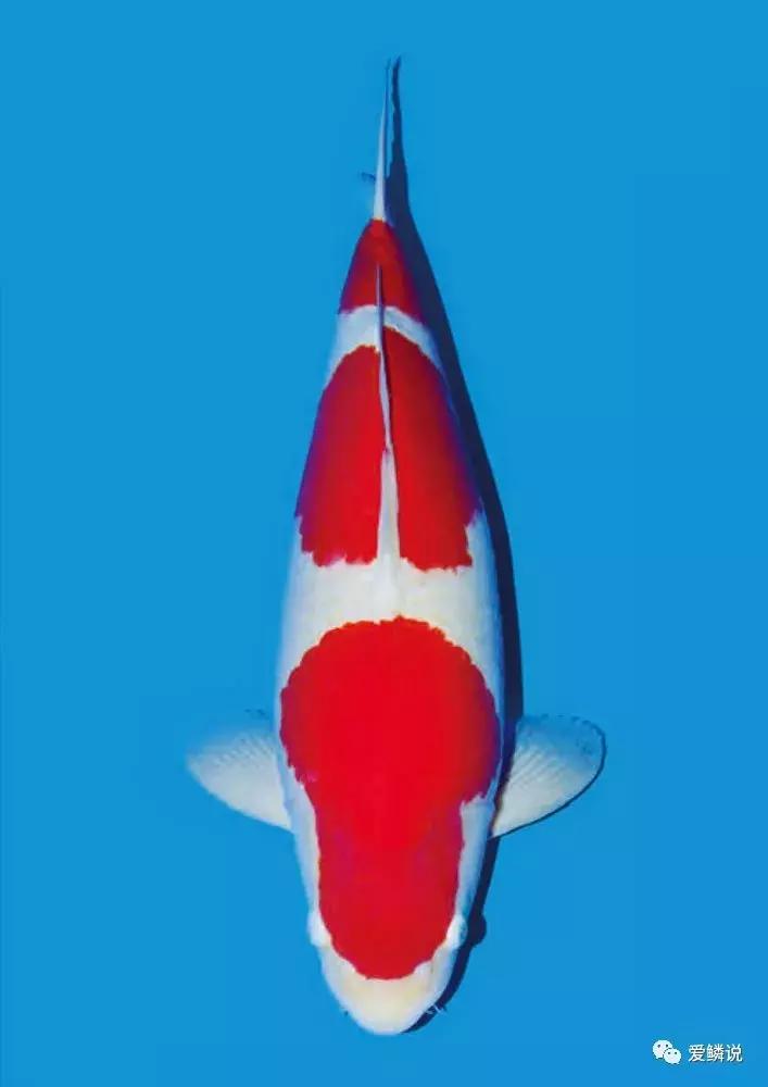 如何正确的治疗肠炎,肠炎的预防护理性知识有什么