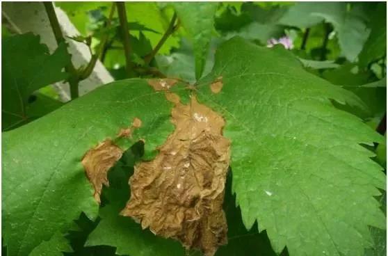 有关葡萄的病症,葡萄新梢病害图谱