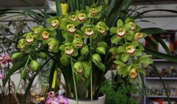 大花蕙兰养殖技巧和方法,大花蕙兰怎么养殖好看