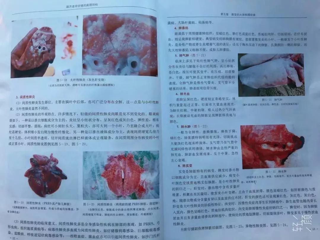 猪肺炎怎么治疗最有效,猪肺炎真的无药可救吗