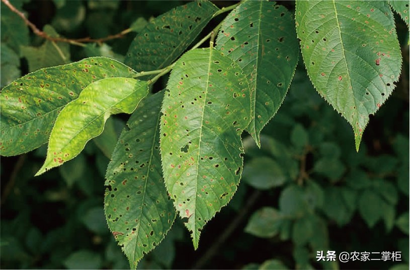 设施甜樱桃花期管理,樱桃种植技术及病虫害防治
