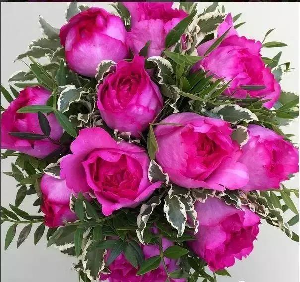 100种玫瑰图片大全,介绍100种不同品种的玫瑰视频