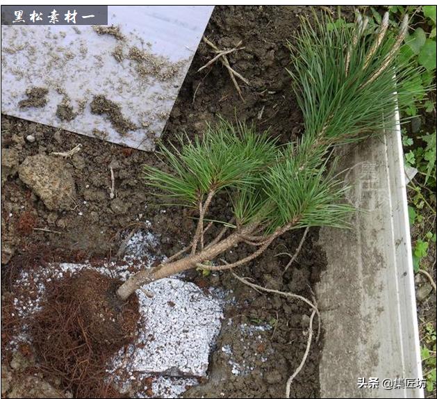 黑松盆景造型方法讲解,盆景黑松讲解视频