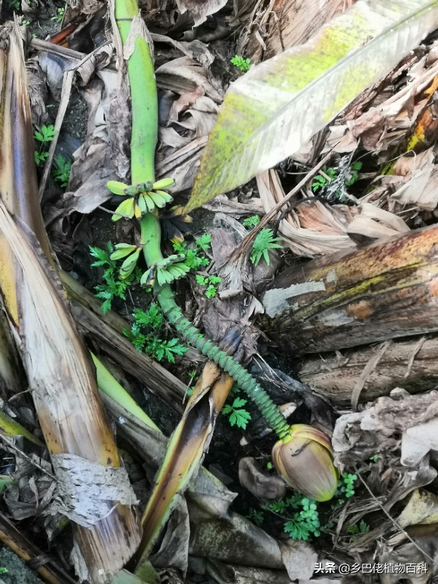 芭蕉树和香蕉树的图片大全,香蕉芭蕉树长什么样