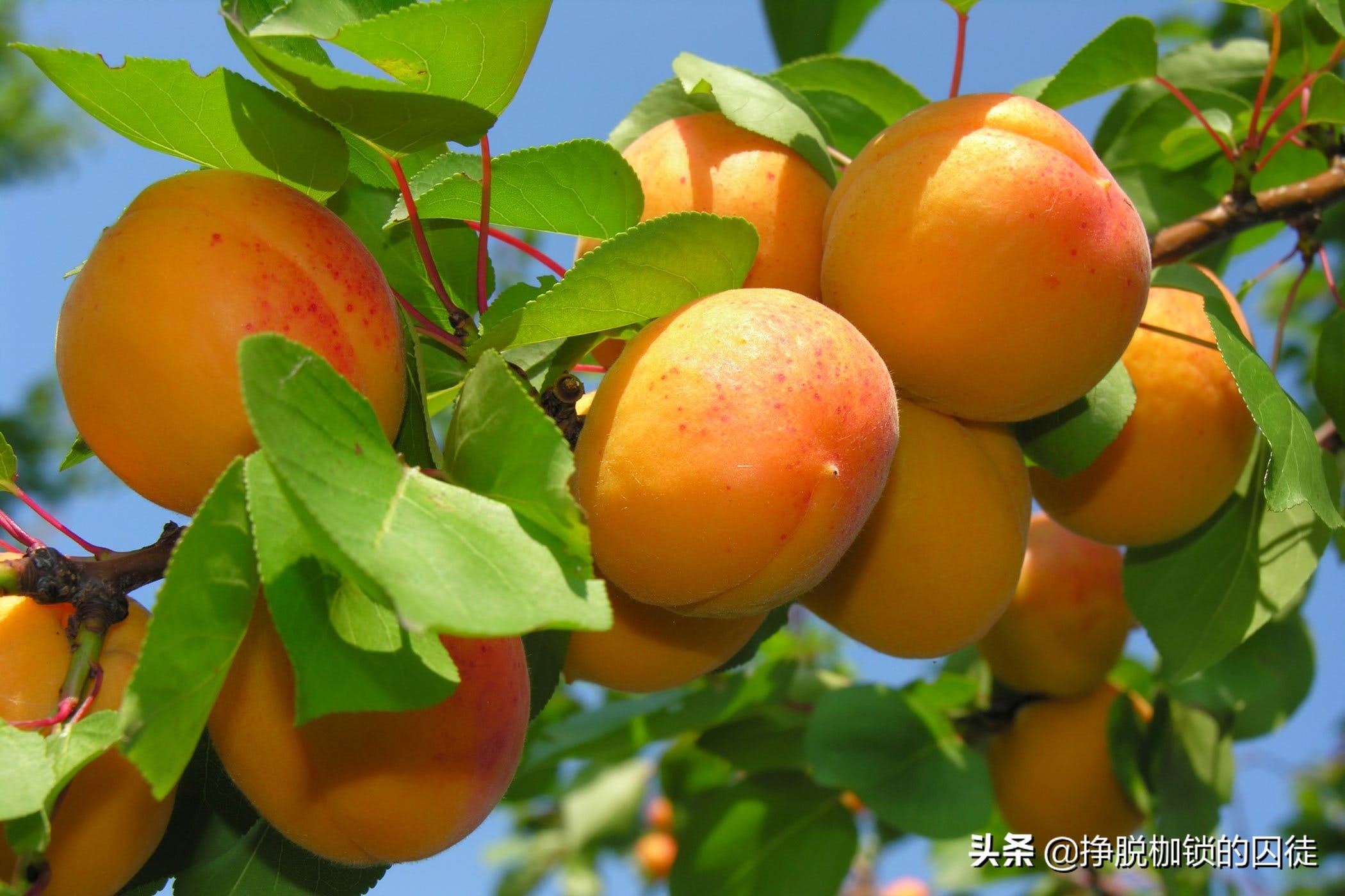 桃养人杏伤人下一句,桃养人杏伤人科学吗