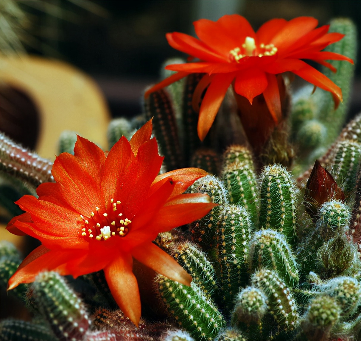 22种花耐旱耐热,天冷种花要注意什么