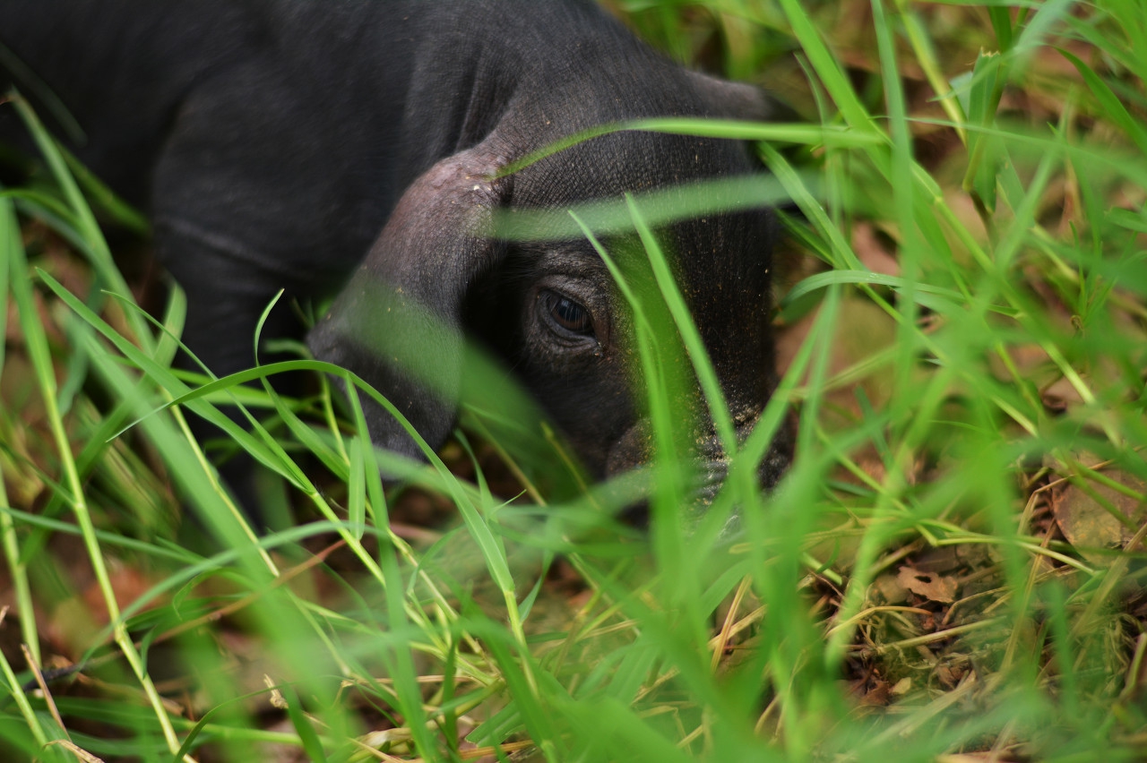 副猪疫苗种类,副猪嗜血杆菌疫苗价格