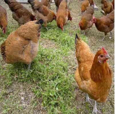 散养土鸡喂稻谷还是喂玉米下蛋多,散养土鸡山里下蛋