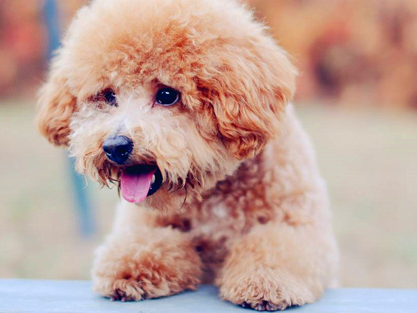 泰迪出现护食怎么办,泰迪常见问题及解决方案