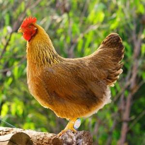 广东清远市是怎么样的,广东清远的简介