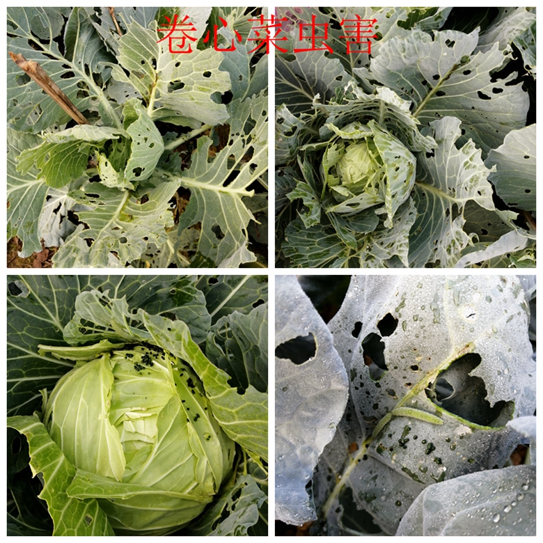 蔬菜档案甘蓝类,甘蓝蔬菜档案介绍