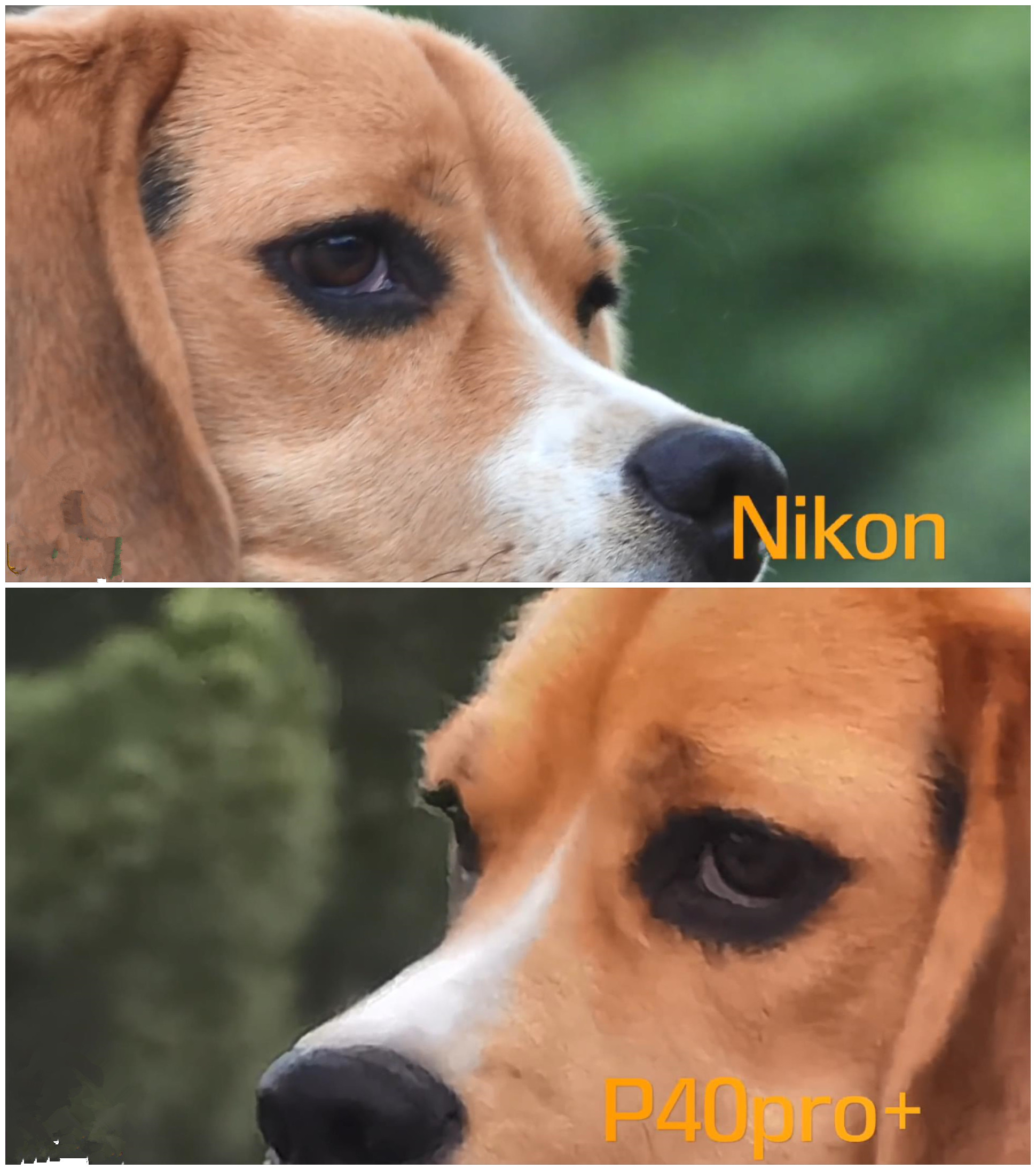 尼康p1000和华为p40拍照对比,尼康p1000对比华为p60