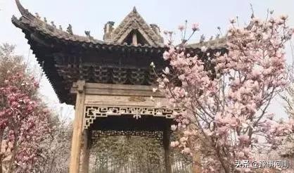 河南许昌樱花景点,许昌樱花最美的地方