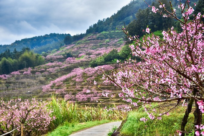福安穆阳水蜜桃一般可以放几天,穆阳县水蜜桃特产