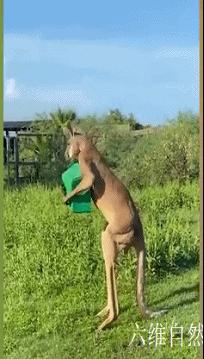 世界上最有肌肉力量的袋鼠,世界上最强壮的一只袋鼠