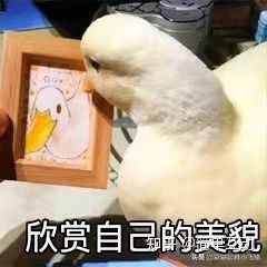 googleads广告是美元吗,googleads如何投放广告