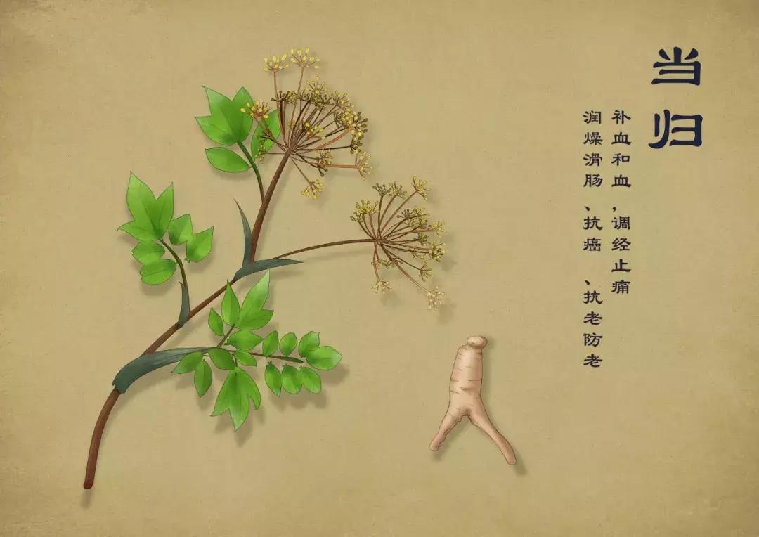 手绘中草药图片大全及功效,13岁男生手绘中草药图走红