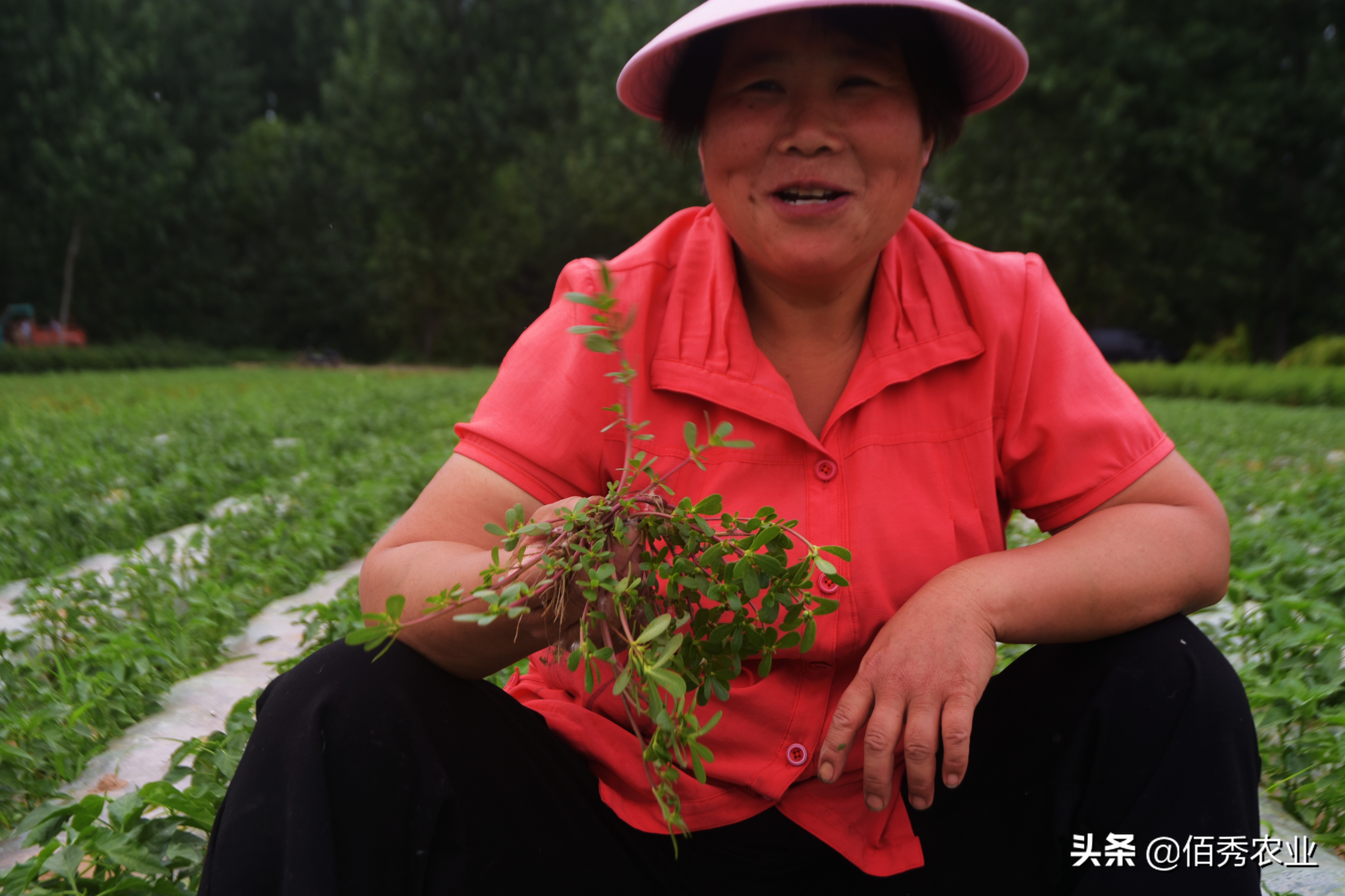 适合农村家庭种植的野菜,人工种植野菜有哪些项目