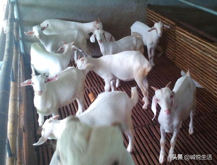 盐碱地养殖经丨怎样让奶山羊多产羔