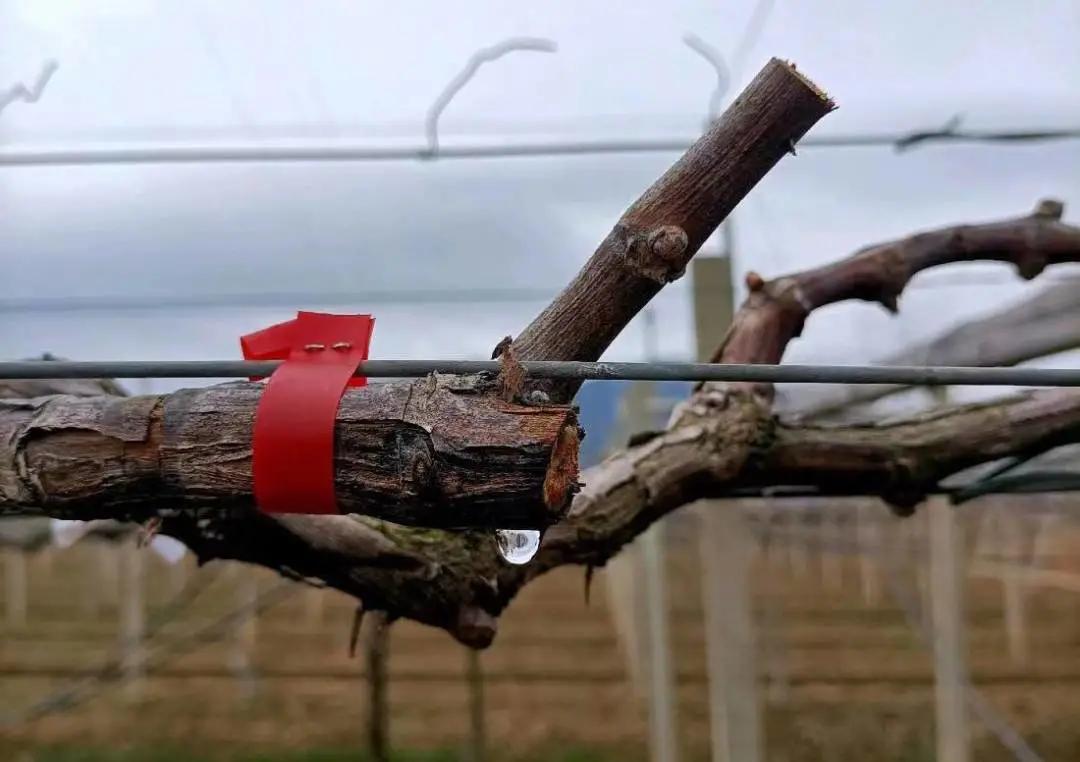 葡萄伤流怎样控制,葡萄伤流对葡萄有什么影响