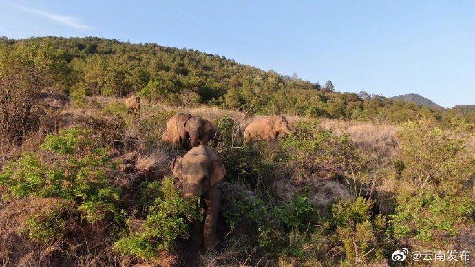 15头野象进入昆明视频,15头野象持续在昆明晋宁活动