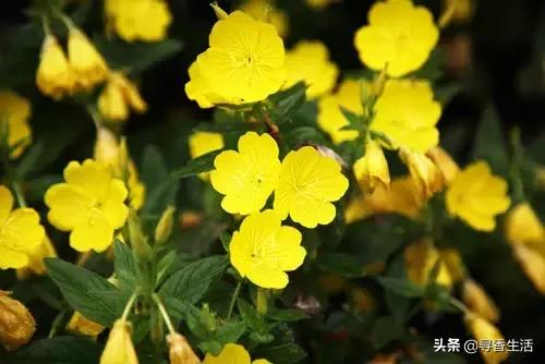 芳疗植物油护肤,芳疗常见植物油功效