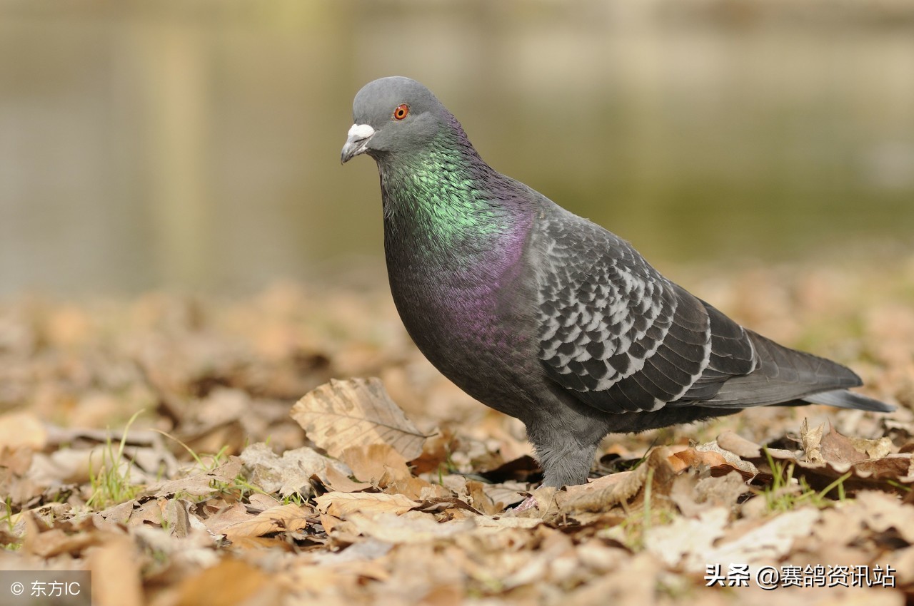 种鸽配对加速的小技巧