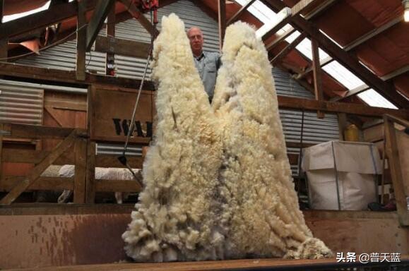 新西兰的特产牛奶介绍,新西兰十大著名特产