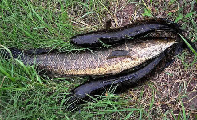 钓黑鱼妙招,钓黑鱼最好的办法视频