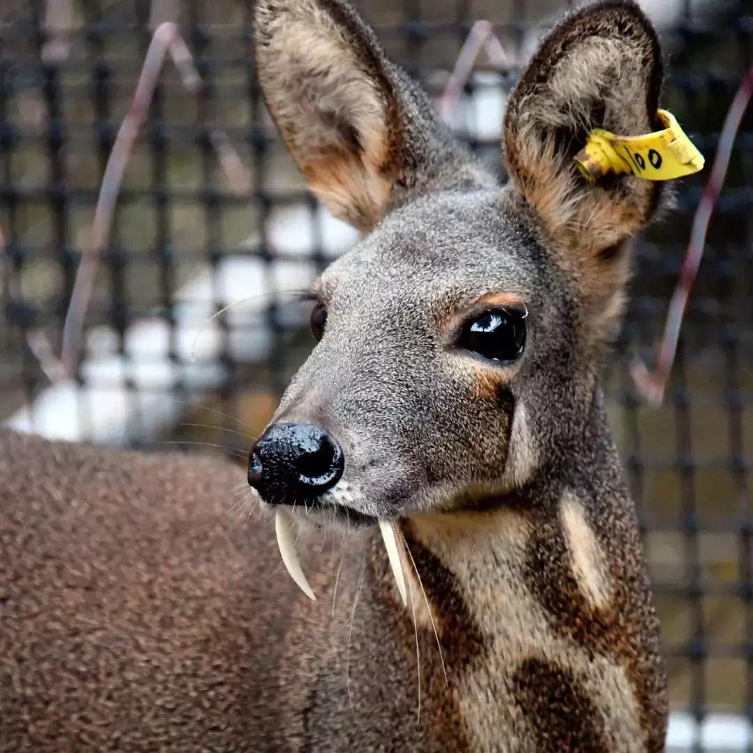宫斗剧保胎药,宫斗堕胎药