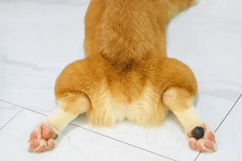 专门摸屁股的店，任摸