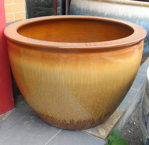 王阿姨买藕自己养，放在大缸里长出满缸，放点小鱼意境好