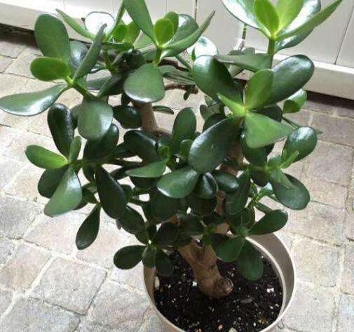 玉树黄叶快速治疗,玉树叶黄怎么补救最快