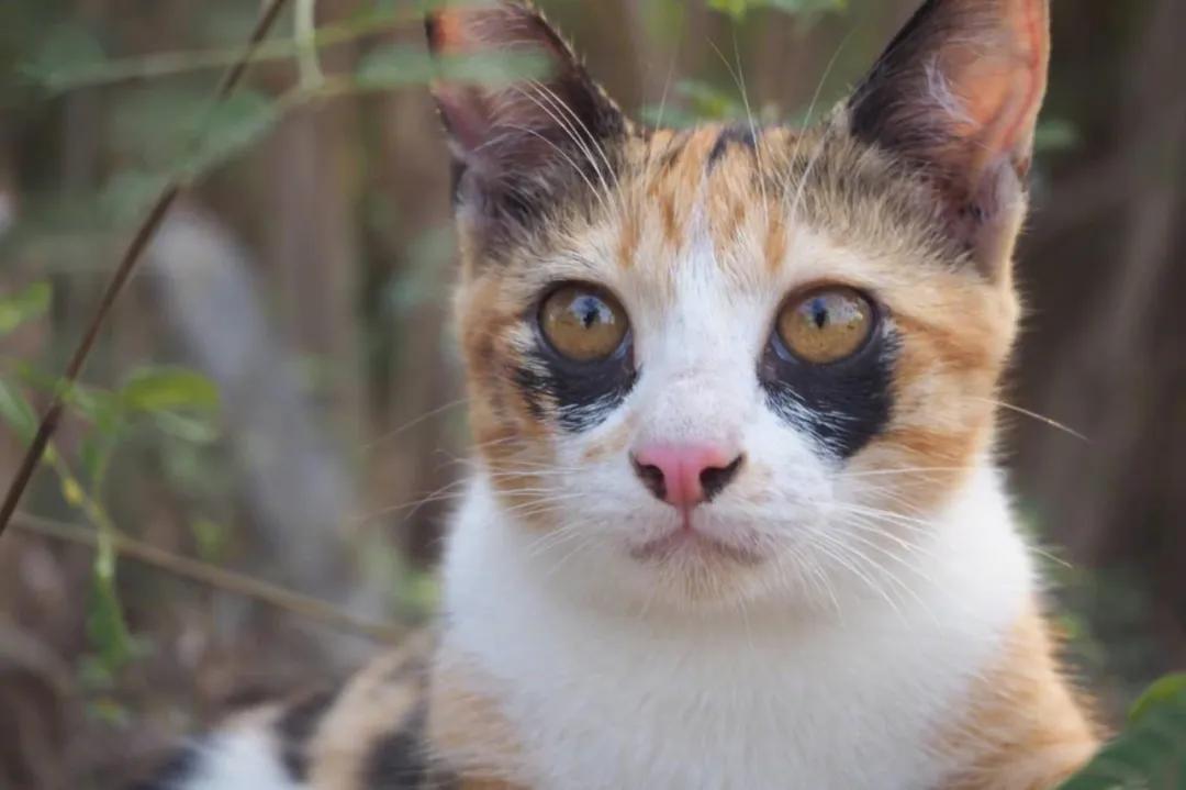 你的黑眼圈是哪种,你的黑眼圈怎么形成的