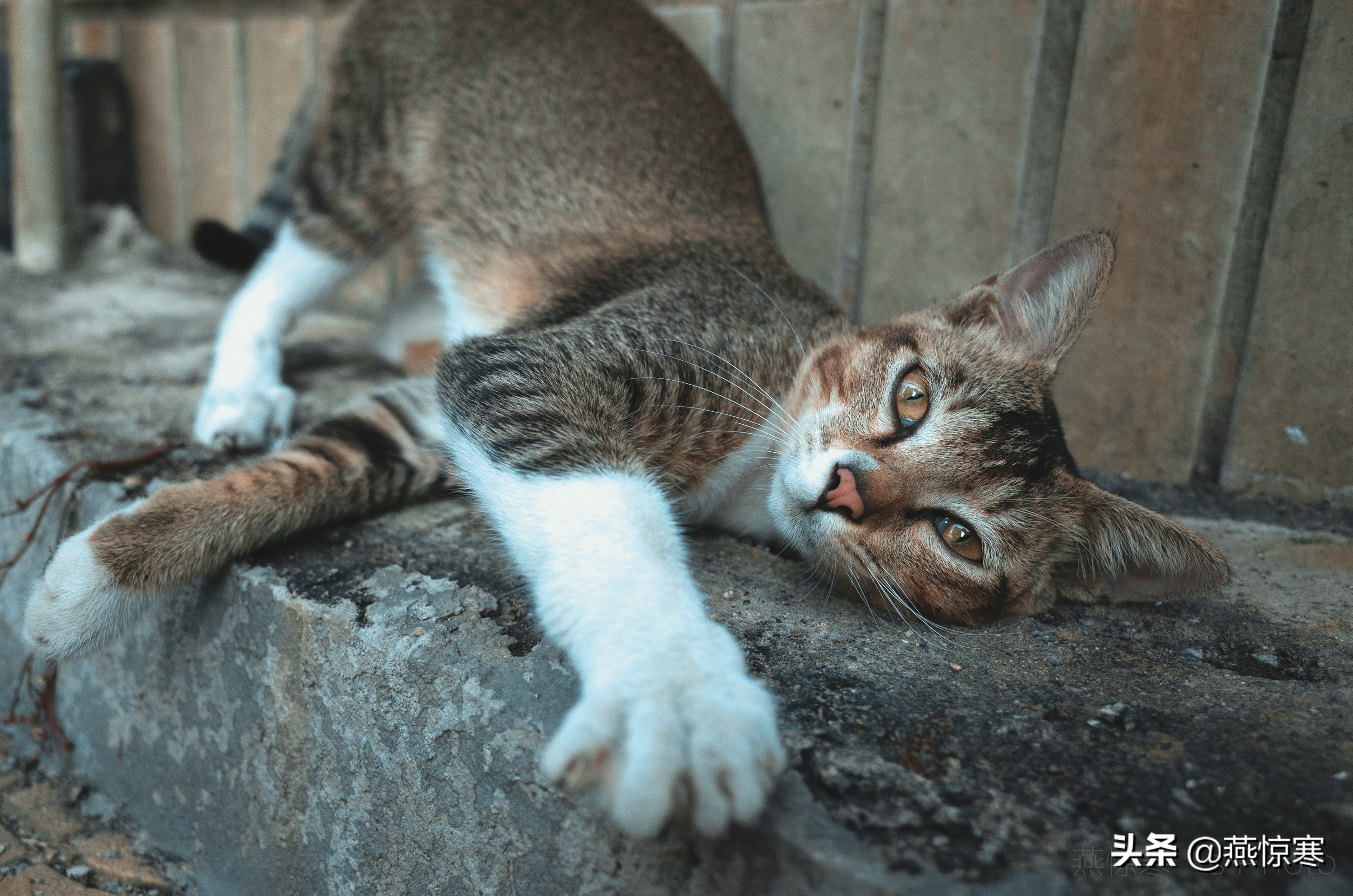说说你用的相机,理光镜头和宾得通用吗