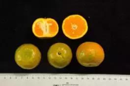 柑橘新优优缺点,设施柑橘新品种优缺点