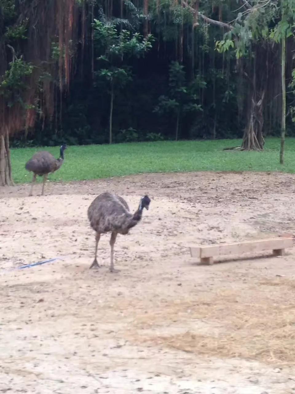 广州长隆野生动物园最全游玩攻略,长隆野生动物园游玩攻略
