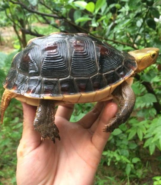 黄缘龟饲养如何避免臭味,黄缘母龟壳被咬坏了怎么处理