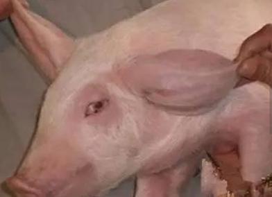 猪耳廓增厚,猪耳朵肿胀的很厉害是怎么回事