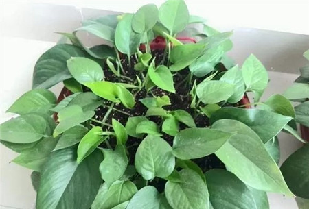 绿萝长得太茂盛应该怎么处理,绿萝越长越慢怎么办