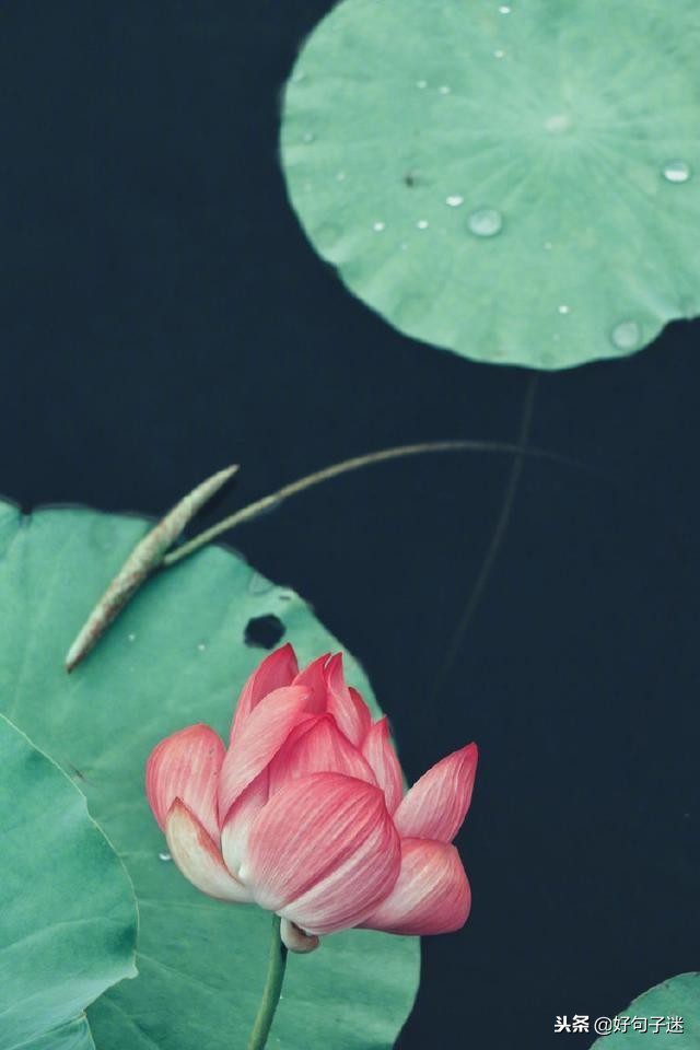 佛说爱情经典句子佛语禅心,佛家关于放下爱情的句子