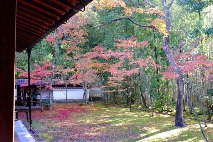 京都赏枫2022,京都赏枫必去景点有哪些好玩的