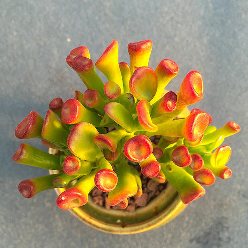 6种漂亮的富贵花好养好看还招财,6种长寿花能活一百年漂亮又吉利