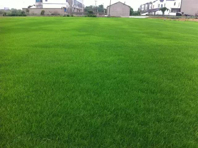 花园草地打理,花园草坪养护